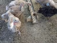 Turkeys — Foto 1