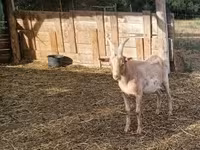 Ziegenbock, Ziegen — Foto 3
