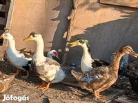 Ducks — 4. fotó