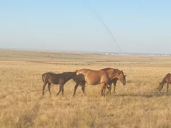 Бие, Kazakh horse