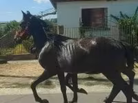 Horse (M), Horses — photo 2