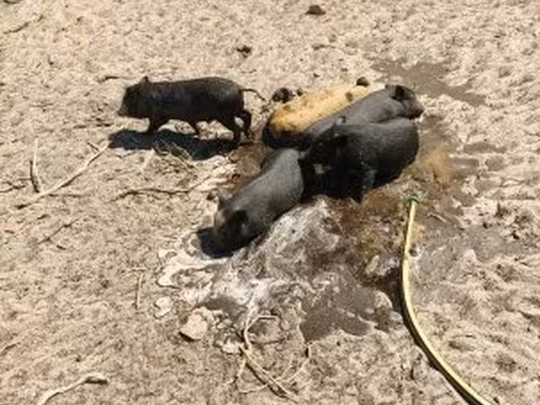 公猪, Вьетнамская вислобрюхая