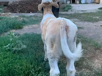 Buğa, Monbelyard — foto 6
