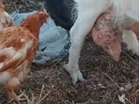 Bak, Saanen goat — 2. fotó