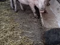 公猪, Pigs — 照片 2