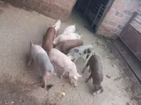 公猪, Pigs — 照片 4
