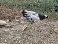 Chickens — 1. fotó