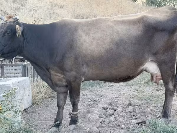 गाय, Ukrainian Brown Dairy Cattle