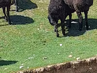 Bélier, Moutons — photo 4