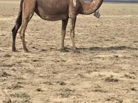 Camellos (lote, sexo no especificado), Anafi camel — foto 2