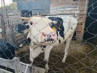Vache, Bovins — photo 2