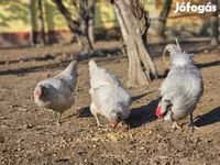 Araucana — photo 4