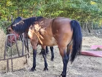 母马, Horses — 照片 3
