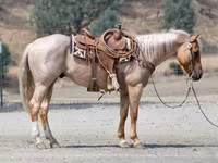 Hengst, Quarter Horse — Foto 3