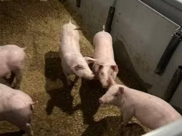 Boar, 