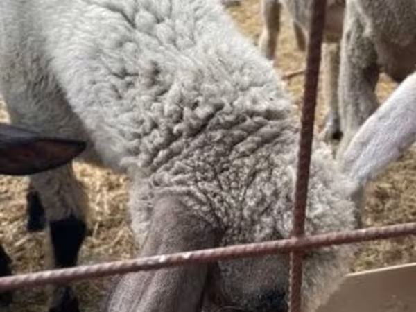 Kos, Tsigai sheep
