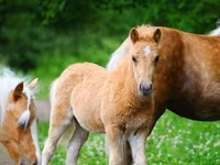Lovak (tétel, nem megadva), Shetland Pony — 2. fotó