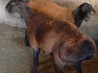 Қошқар, Hissar sheep — 4-сурет