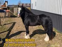 घोड़ा, Gypsy horse — फ़ोटो 4
