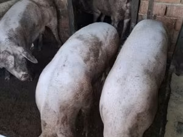 Sow, Pigs — Hungary