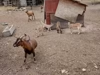 公山羊, Goats — 照片 1