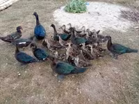 Ducks — Foto 2