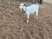母山羊, Saanen goat — 照片 2