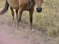 Klisna, Kazakh horse — foto 3