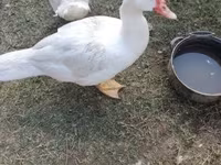 Ducks — 3-сурет
