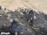 Geese — الصورة 2