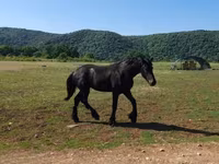 公马, Friesian — 照片 2