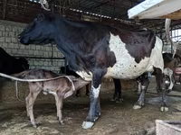 गाय, Russian Black pied cattle — फ़ोटो 2