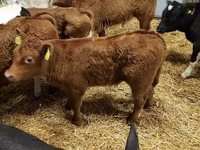 ثور, Simmental cattle — الصورة 5