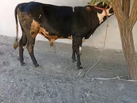 ثور, Russian Black pied cattle — الصورة 3