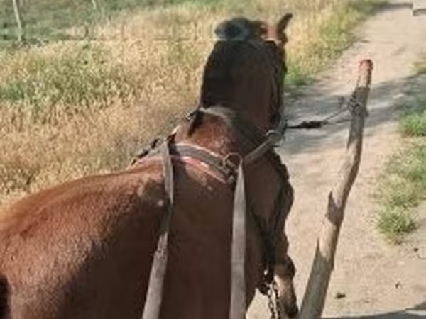 Cavalo, Cavalos