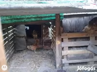 Chickens — الصورة 3