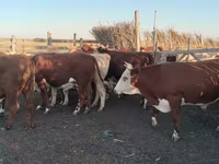 Bika, Simmental cattle — 2. fotó