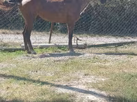 Cheval, Chevaux — photo 1