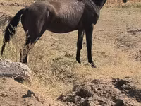 घोड़ी, घोड़े — फ़ोटो 2