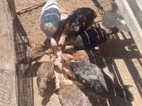 Turkeys — 照片 2