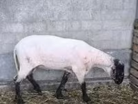 मेढ़ा, White Suffolk sheep — फ़ोटो 3