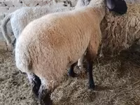 Cabras (lote, sexo no especificado), Cabras — foto 3