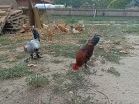Chickens — 2-сурет