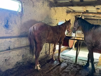 At, Horse breed — foto 5