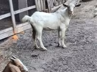 公山羊, Goats — 照片 2