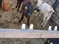 Bulle, Russian Black pied cattle — Foto 3