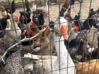 Chickens — foto 3