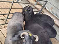 Carneiro, Ovelhas — foto 4