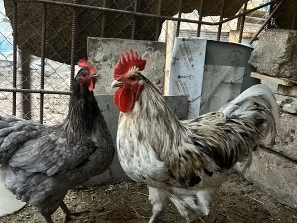 澳洲黑