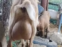Nőstény kecske, Saanen goat — 6. fotó